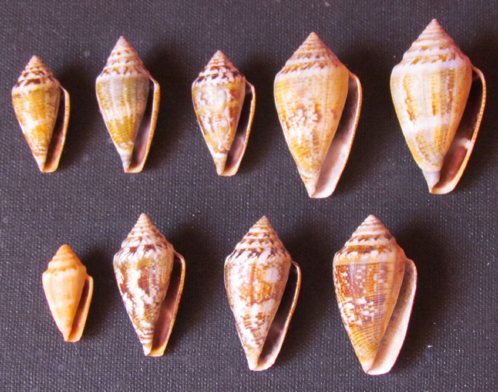 Conus ventricosus